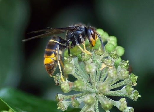 Asian hornet