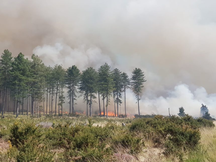 Wareham Forest Fire