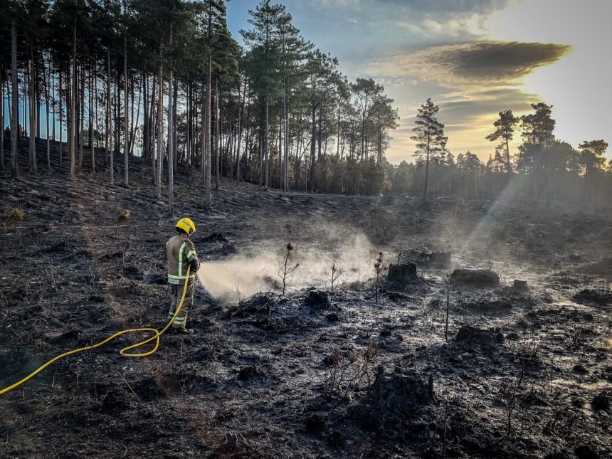 The consequences of a disposable BBQ which caused devastation in Wareham Forest in 2020. Image: DWFRS crews on Facebook in 2020