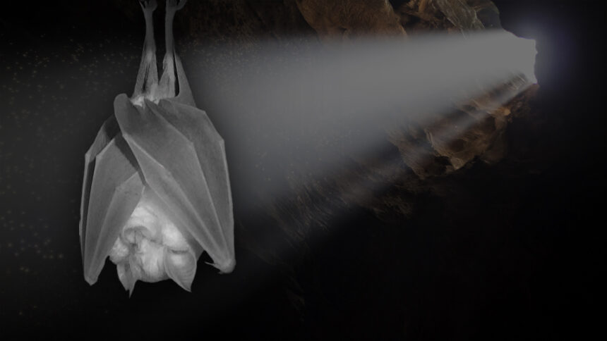 An image from the BBC's 'Inside the Bat Cave' documentary