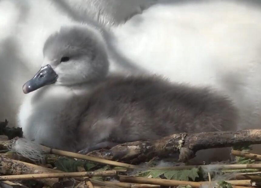 Cygnet at Abbotsbury Swannery