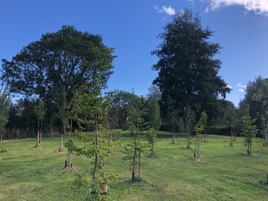 Last year's tree planting at King's Road