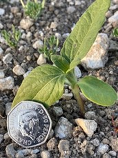 2023 King Charles 50p with a Sunflower Seedling. The Hoskin Family are Duchy of Cornwall Tenants at Maiden Castle Farm