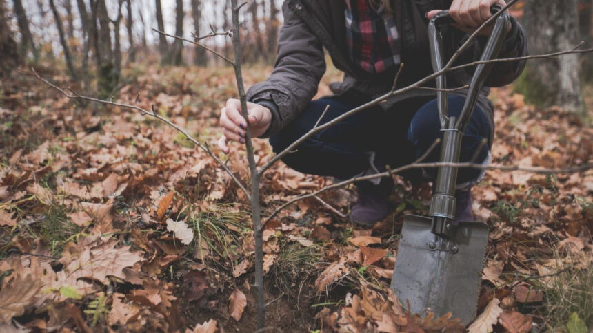 Canva Oak Tree Planting