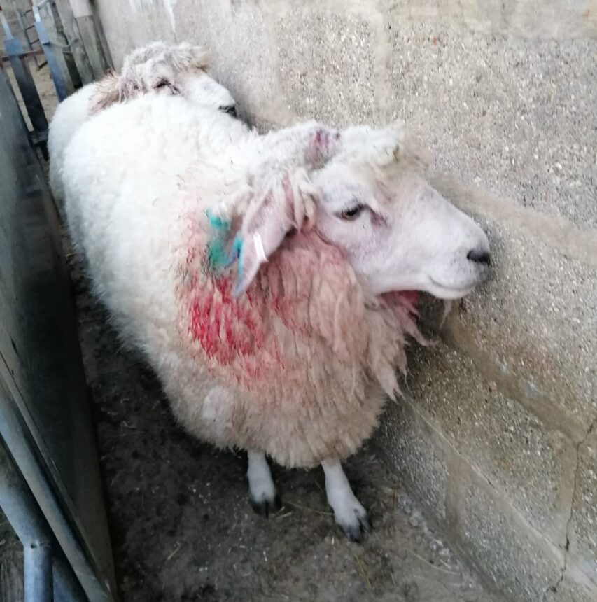 Police issue advice following sheep worrying incidents in West Dorset