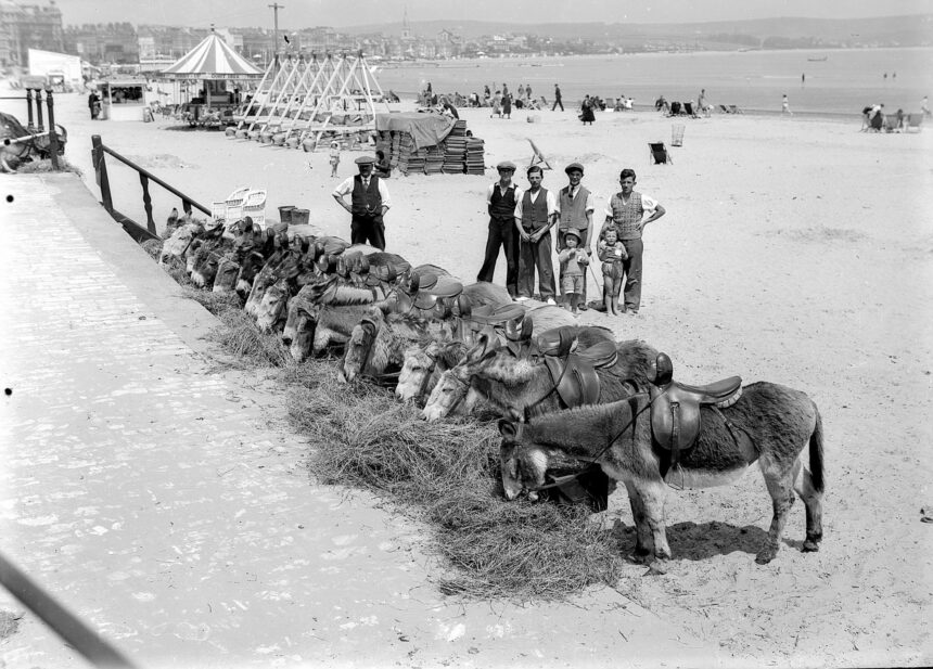 the beach donkeys being fed