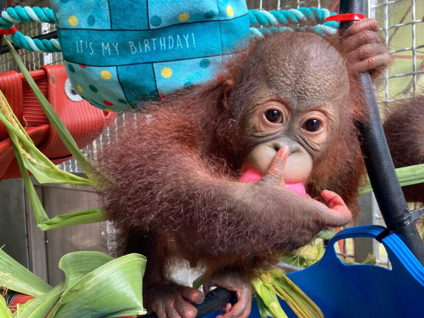 Sibu on his birthday ©MonkeyWorld2025