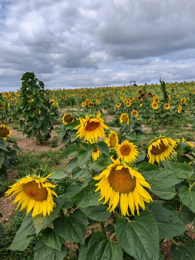 The Sunflower Trail 2025