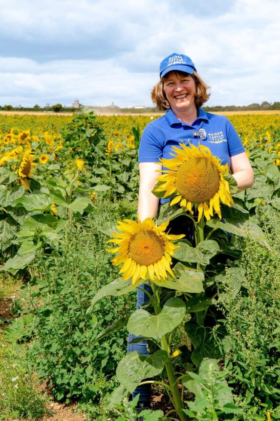 Hazel Hoskin Maiden Castle Farm Dorset Sunflower Trail 2025