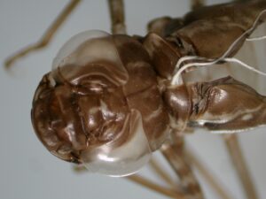 Dragonflies to Diatoms. Photo credit: Sculpture by the Lakes