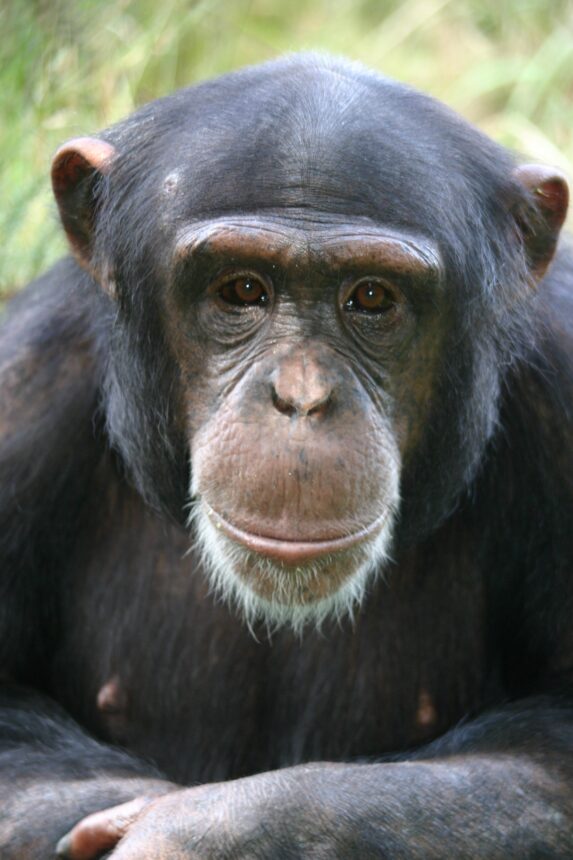 Chimpanzee Trudy Celebrates her 30th Birthday