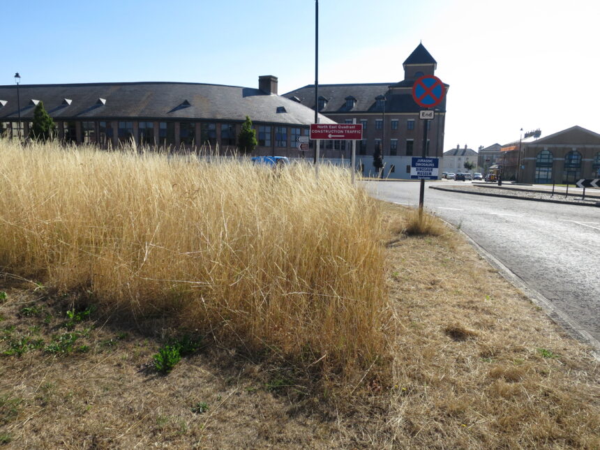 Poundbury overgrown verge