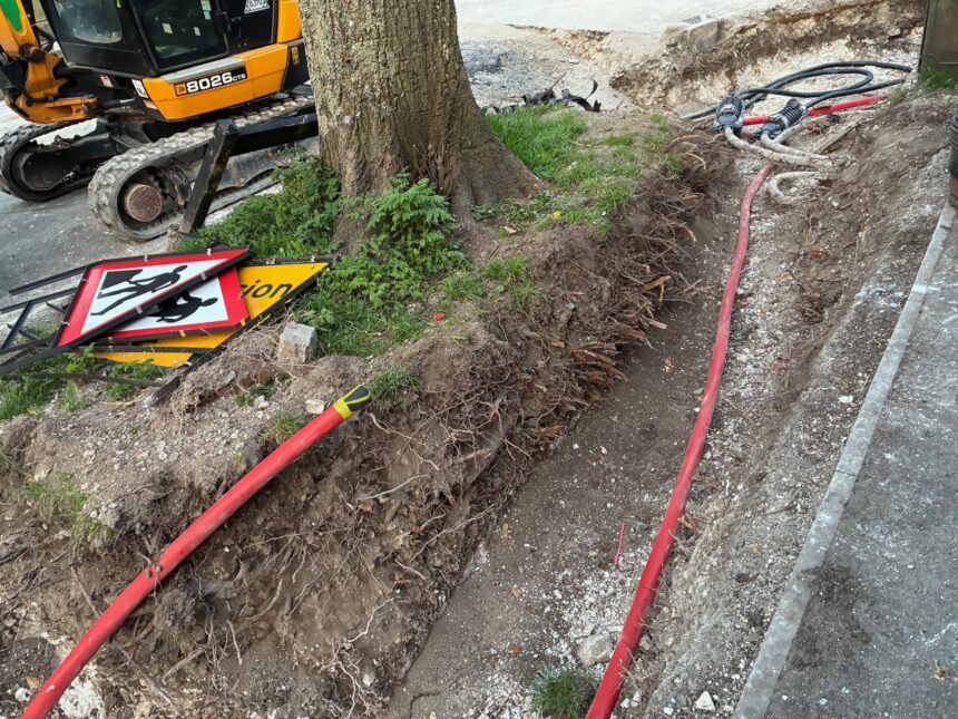 Roots around the damaged tree