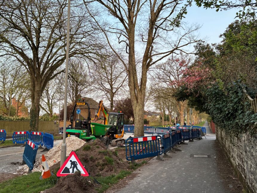 Dorset Council apologise for damage to Dorchester tree
