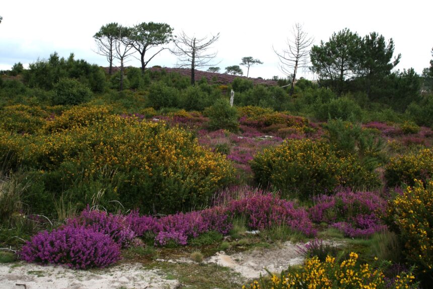 Upton Heath. Photo credit Tony Bates