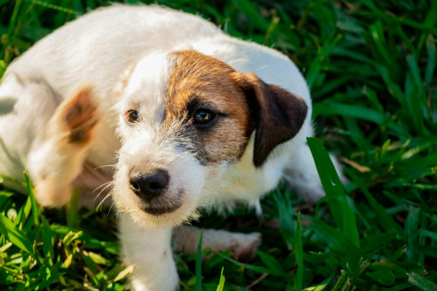 Image of dog