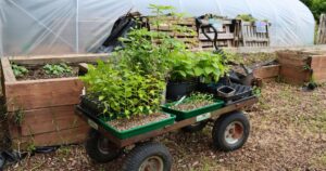 Dorchester Community Garden event 2026 02