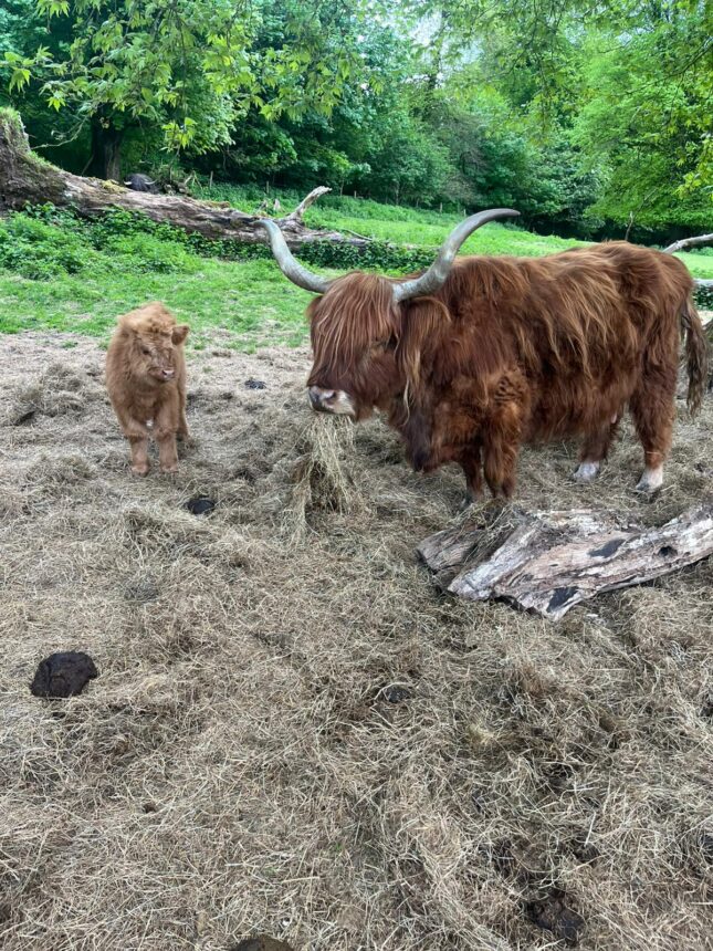 Village Fete Hosts Hairy Coo guest stars
