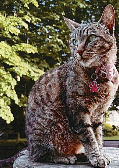 Susie the Cat