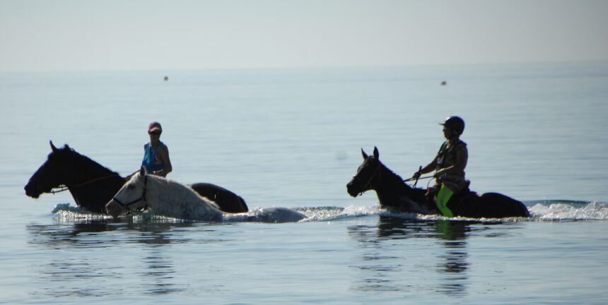 Horses in the bay 02