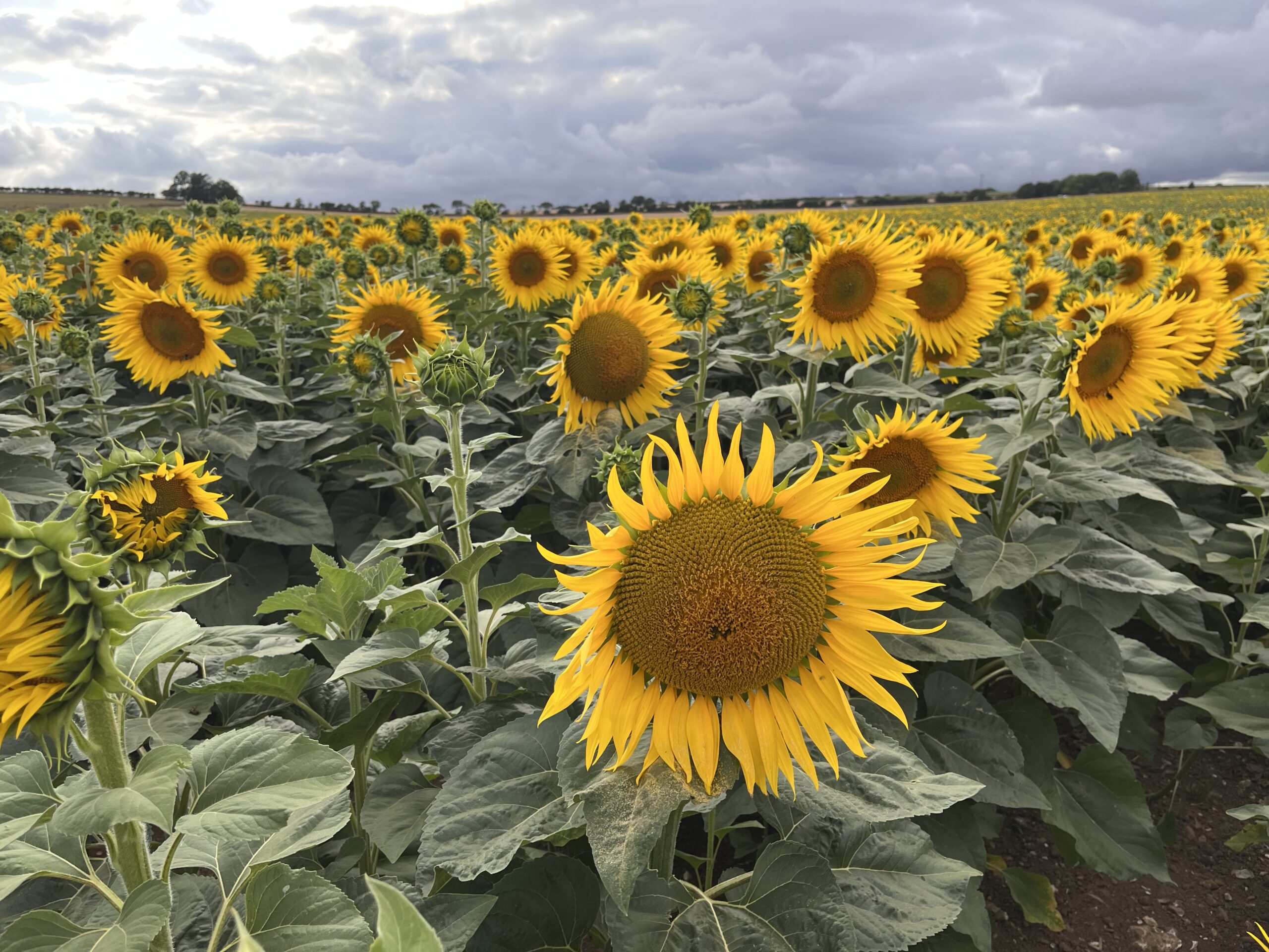 Dorchester Sunflower Trail 2026