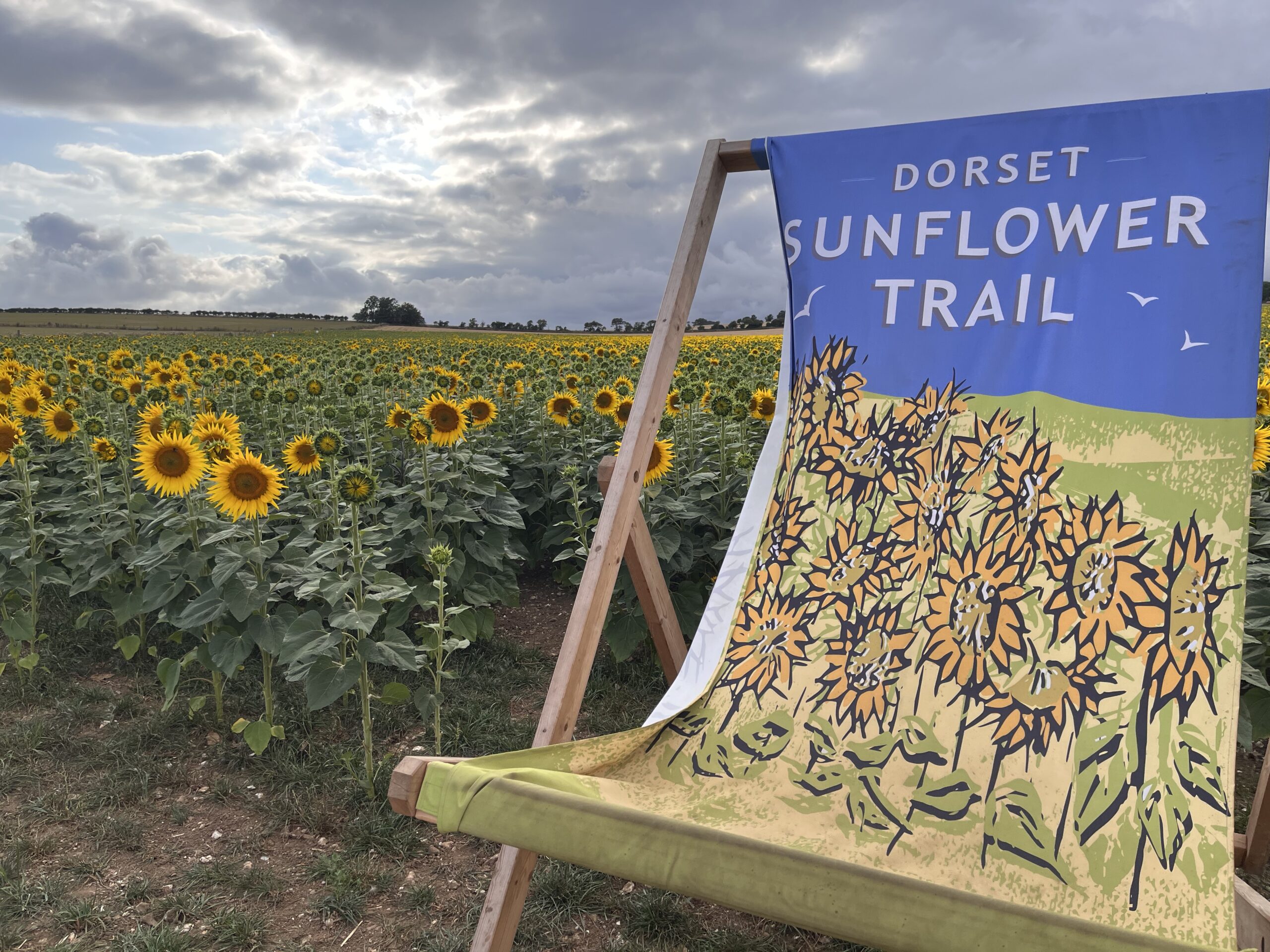 Dorchester Sunflower Trail 2026